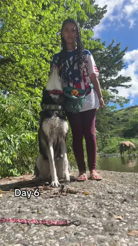 Not working on anything new. Just making sure she can do the basics with distractions , outside and horse distractions #DogTraining #dogtok 