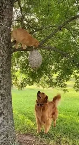 Funny Cat & Golden Retriever Attack Wasp Nest & Regret It! 🤣🐶 #FunnyPets #AnimalFail
 
 Description: This hilarious video shows what happens when curiosity gets the best of pets! A mischievous orange cat is up in a tree, egged on by a Golden Retriever below. The cat decides to swat a giant wasp nest, and chaos erupts! Both the cat and dog are forced to run for their lives from the angry swarm. The 'after' shot is priceless: both pets are sitting with comically swollen faces, having learned their lesson about 'spicy flies' the hard way. It's a classic funny animal fail!
 
 Tags: #FunnyPets, #AnimalFail, #GoldenRetriever, , , , , , , ,