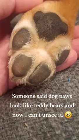 #paws #dogpaws #teddybear #dog #Yuki 