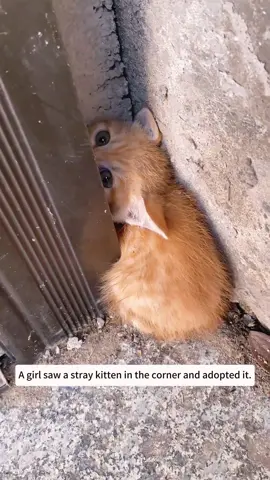 A girl saw a stray kitten in the corner and adopted it and then...#animals #rescue #kitten #cat 