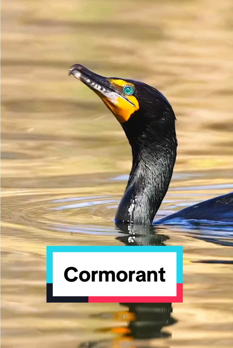 Amazing!! #fyp #animals #bird #cormorant #tiktok 