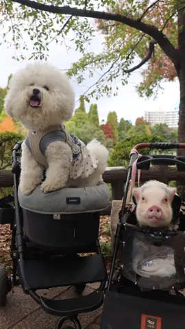 井の頭公園で出会った、ブランちゃん🐶と、ドニー🐷は仲良くできるのか⁉️ ブランちゃん、ブランちゃんファミリー撮影ご協力ありがとうございました😳💞 #pignic #pig #minipig #ブタカフェ #ストリートスナップ 