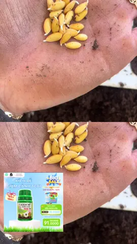 Kích rễ cực mạnh tc01 giâm cành #viral #lamnong #nongnghiep #nongnghiephiendai #baovethucvat 