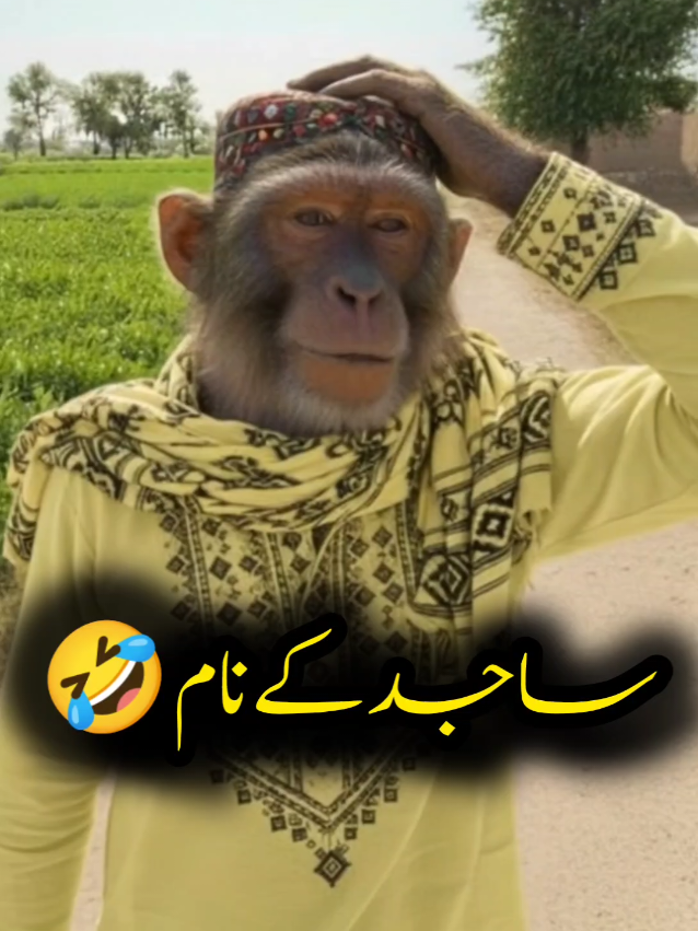 tag Sajid 😂  #foryou #bandar #monkeyvideo #tiktok #mrtarloo 