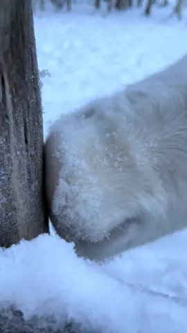 This reindeer really tried to EAT the pole 😅 Only in Finland 🦌❄️” Follow for more and hit that like! 🦌🎅❄️🎄  #christmas #merrychristmas #lastchristmas #fyp #xmas 