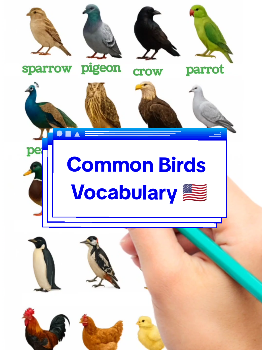 Common Birds Vocabulary 🇺🇸  #🇺🇸 #englishforkids #lernenmittiktok #englisch #lernen #deutsch #Usa #deutschlandtiktok #deutschland #🇩🇪 #brids 