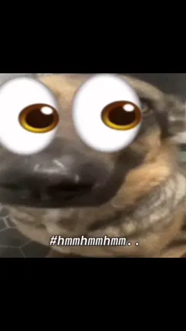 👀👀👀.. #viral #whiningdog #observing #fyp #meme 