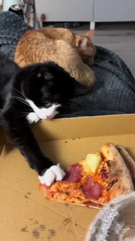 Pizza addict #pizza #pizzacat #tuxedocat #cat #pineapplepizza 