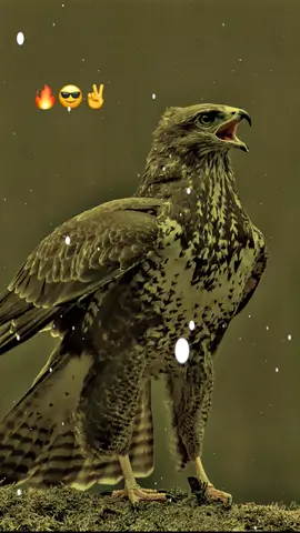 lince 🔥✌️#foryoupage #viralvideo #plezzsaport #viraltiktok #borhan_tv 