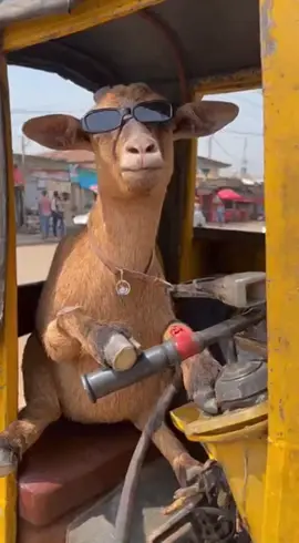 #fypppppppppppppp #yppppppppppppppppppppppp #fyp #viral #FunnyVideos 