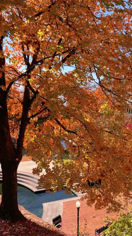 #autumn #cinematic #fyp #coloresdeotoño🍁🍂🍁🍂 #scenery 