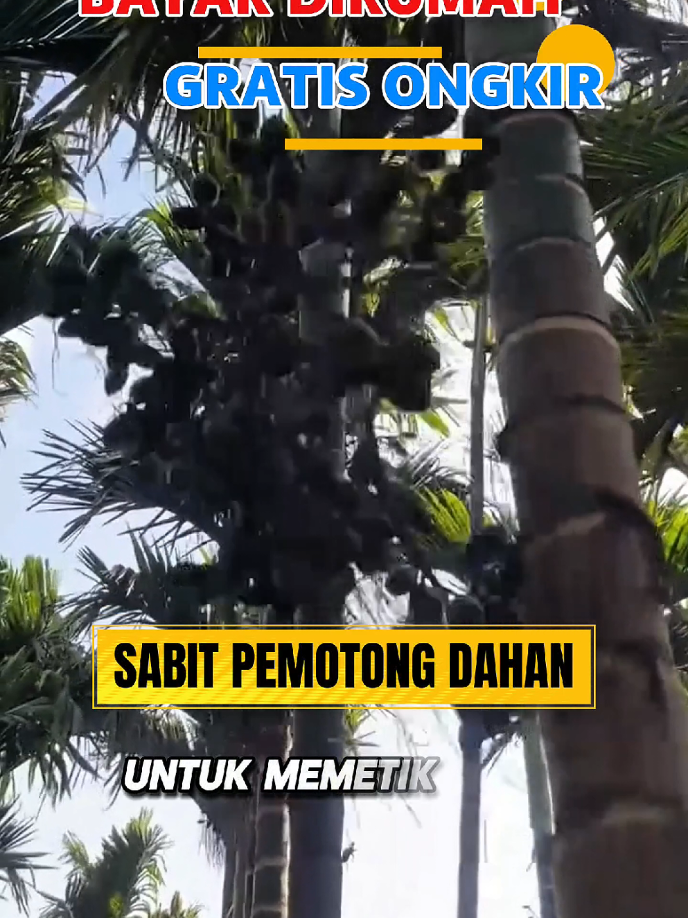 #sabitpinang #sabitkelapa 