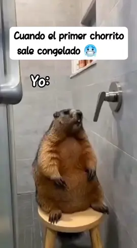 P1NCH3 frillazo 😆