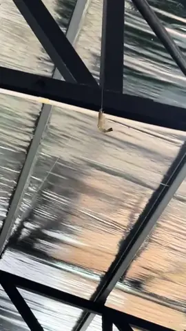 perempuan mancing udang