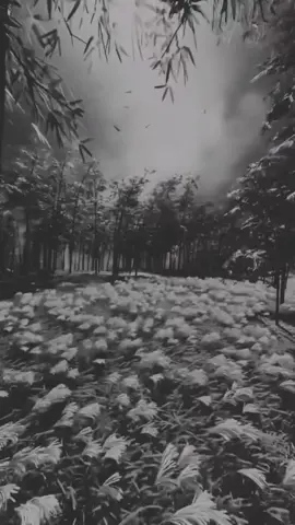 #عبراتكم_الفخمه🦋🖤🖇 #تصميم_فيديوهات🎶🎤🎬، #خواطر_للعقول_الراقية #مشهير_تيك_توك #اكسبلورررررررررررررررررررر💥🌟💥🌟💥💥🌟🌟🌟🌟🌟 