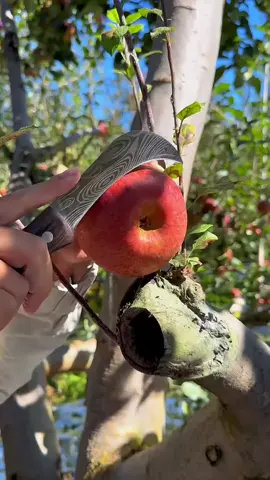 Ông chủ nhà e thích làm vdeo cho e đăng lắm,hẹn mọi ng ngày 17/11 e có táo nhé,hái vườn siêu phẩm#hoaquangon #hoaquanhapkhau #hoaqua #xuhuongtiktok #hoaquanhapkhau 