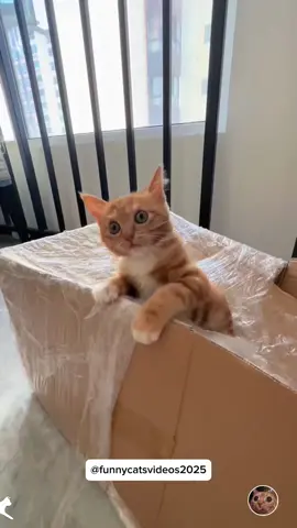 kitten kitten meow meow meow #cat #kitten #funnycat #fyp #pourtoi 