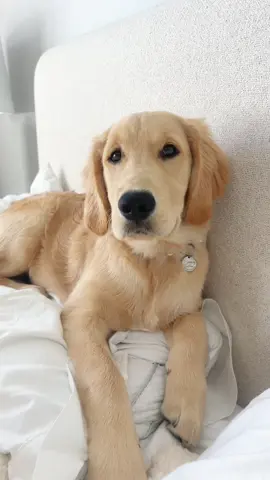 Obsessed is an understatement🥹❤️ #goldenretriever #puppy 