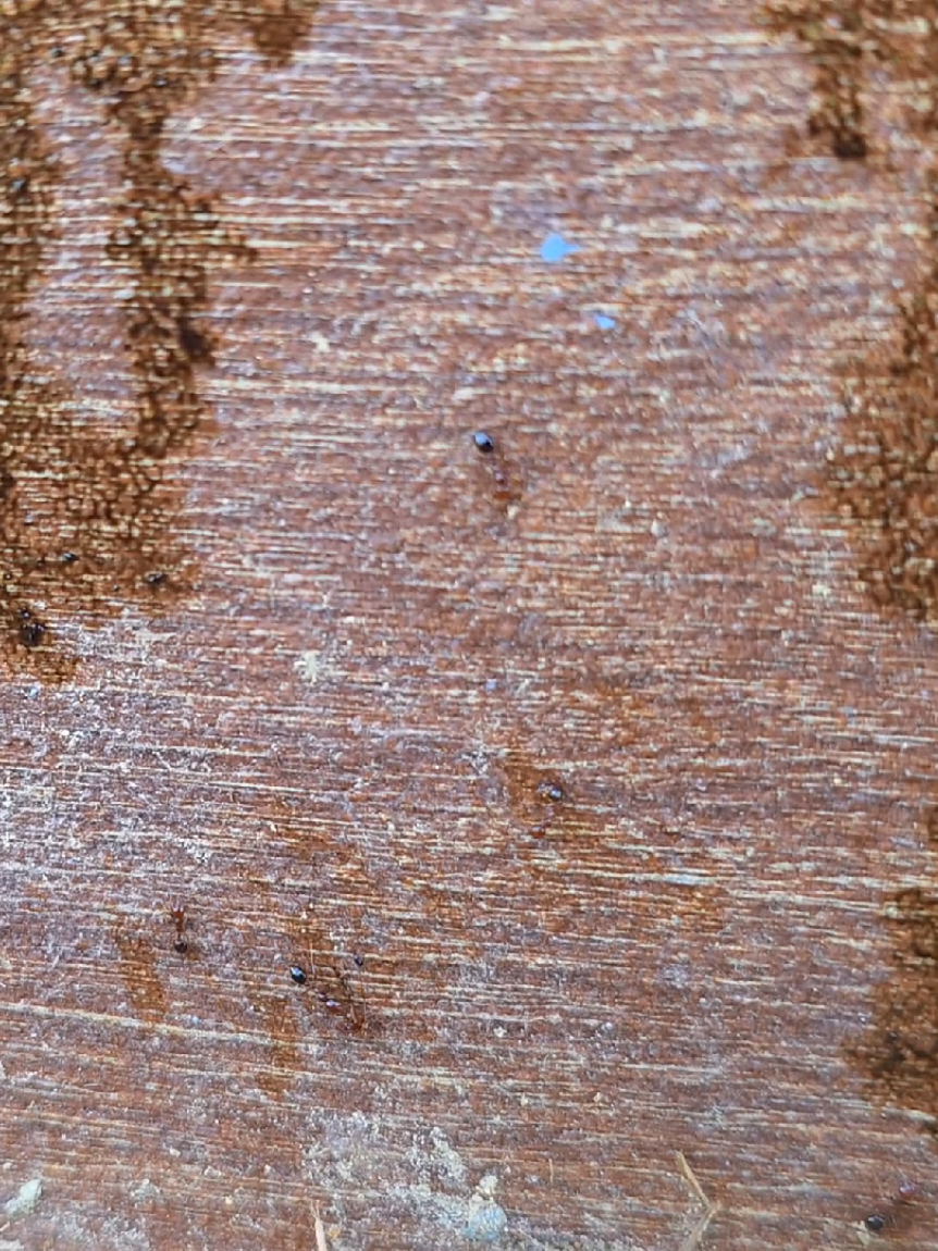 Lừ.a được con kiến rồi. kakaka