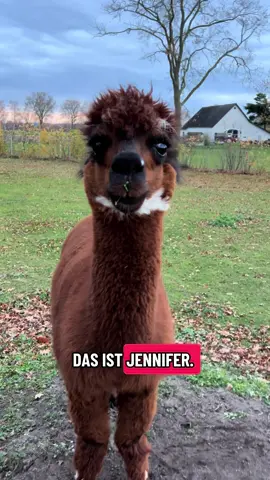 Jenny, Jennifer 🦙  #alpacas #funnyanimals #fyp #funnyanimals #foryou 