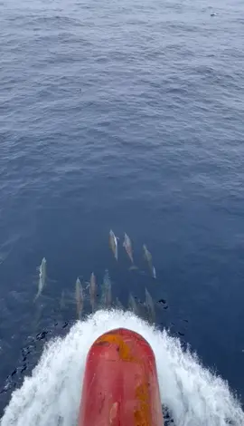 #shark #sea #ocean #dolphin 