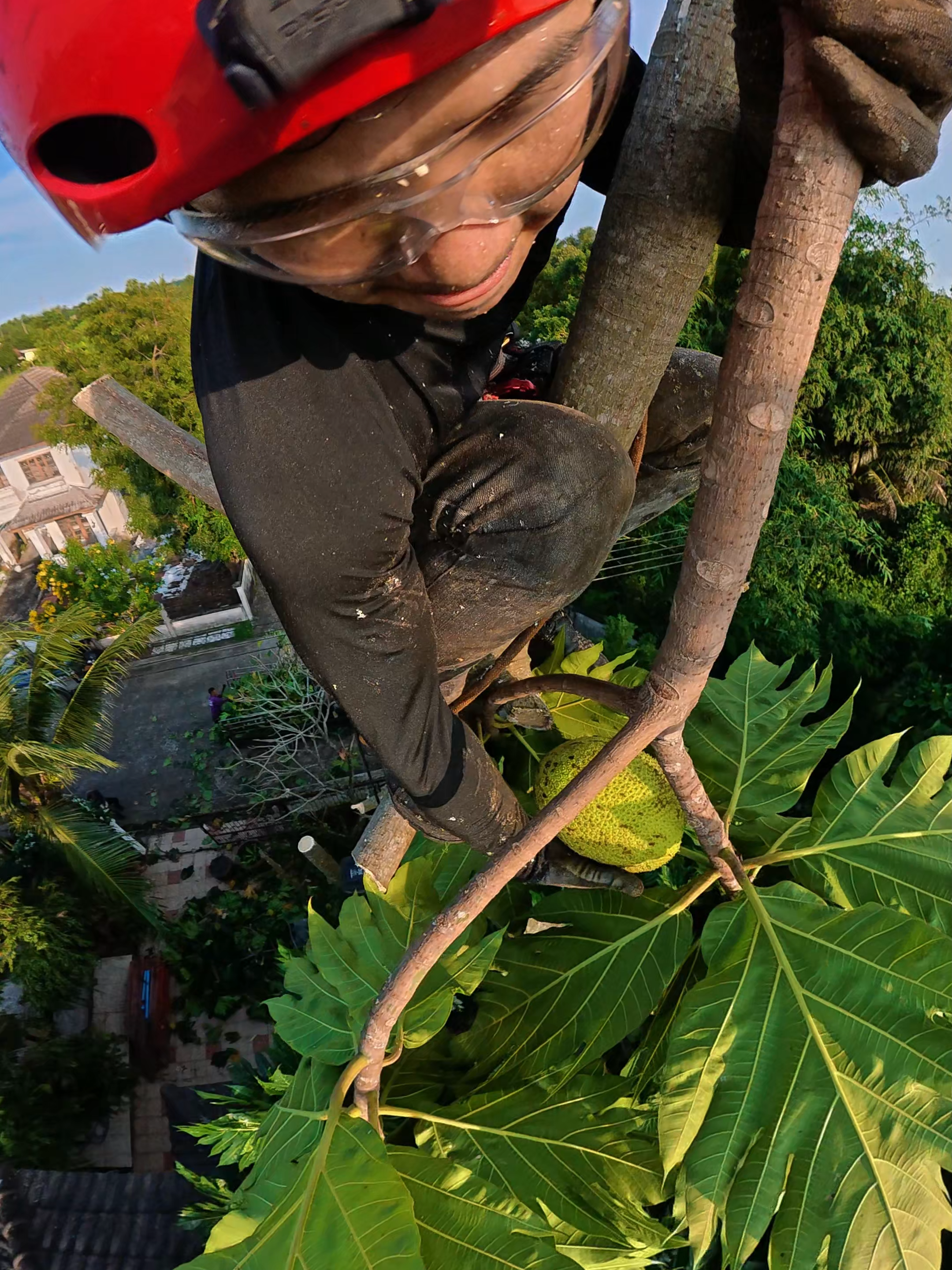 เจอแล้วลูกสาเก #ตัดต้นไม้ #เลื่อย #เลื่อยไฟฟ้าไร้สาย #osuka