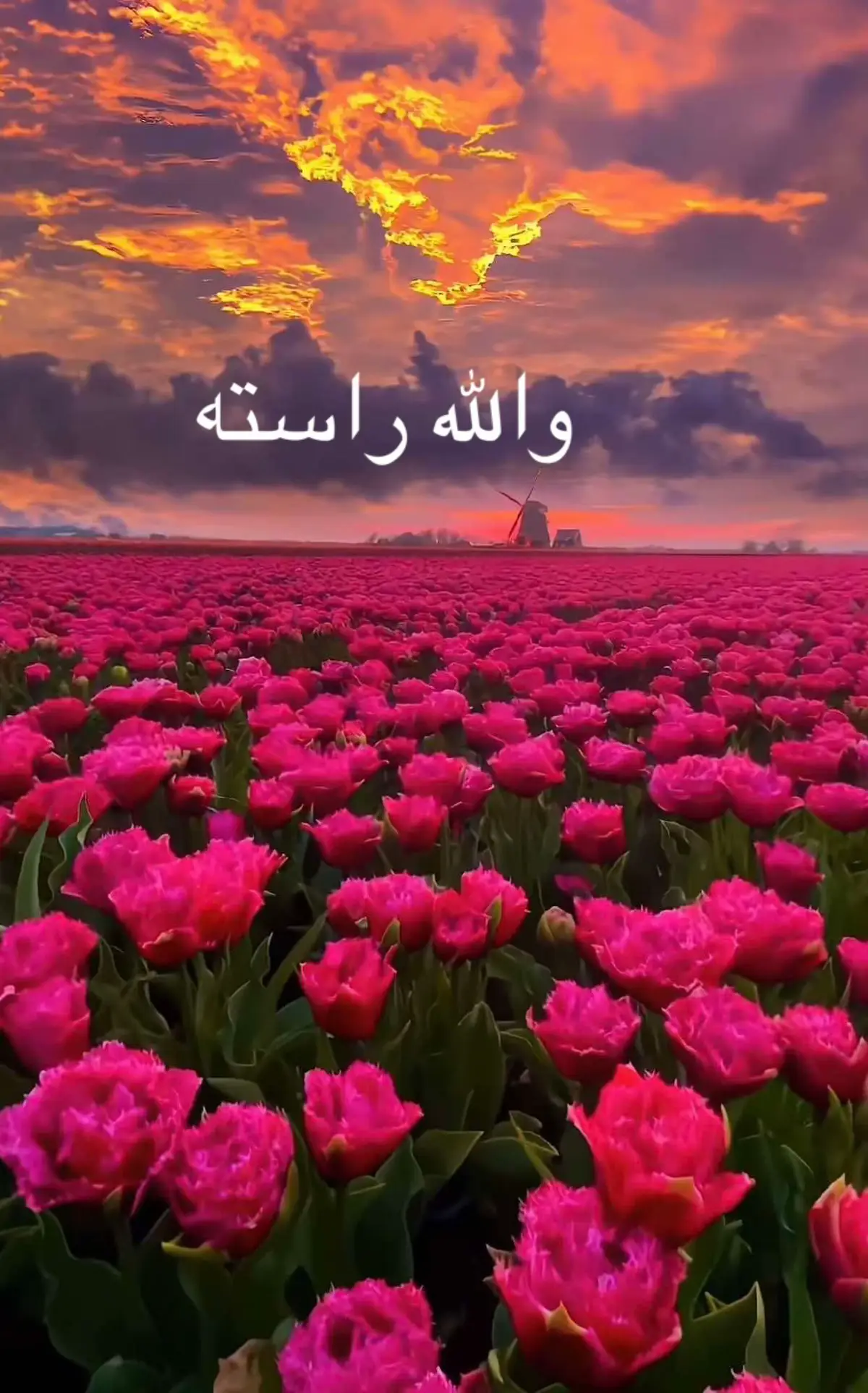 والله راسته