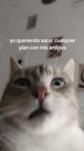 Yo queriendo sacar plan con mis amigos (nadie puede) #humor #fyp #gatos #parati #Edit 