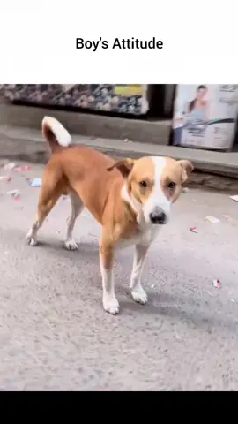 Boy's Attitude #fyp #roast #memes #trending