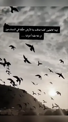 ليتنا ك, الطيور كلما ضاقت بنا الارض حلقنا في السماء دون ان تلاحقنا احزاننا .... #خواطر #اقتباسات #fyp #fypageシ 