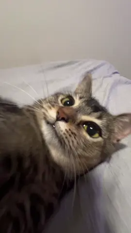 baby come on! #fyp #cat 