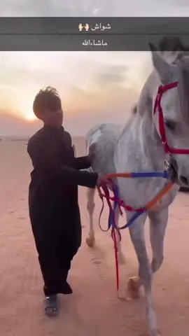 يويل من يطمع ف شوط الابطال. شواش& الصل الاسود ( ساجر) 🔥🏆🥇.#خيل_وخياله🐎 #fvp #شوط #خيل_وخياله🐎 #خيل_سرعه 