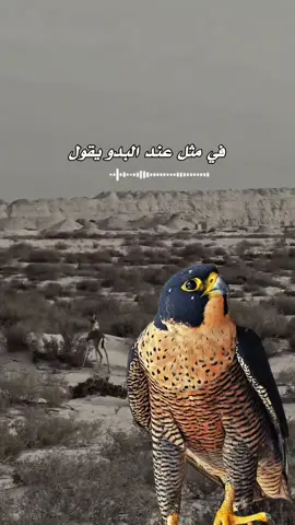 #اكسبلور_شعر_حكم_خواطر 