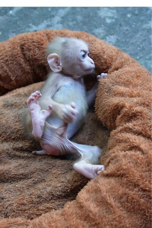 Funny monkey #monkey #monkeydluffy #monkeys #monkeyface #fyp 