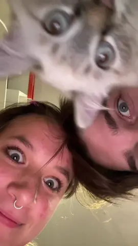 стоп 🫸 #fyp #CloseUpAuge #кошка 