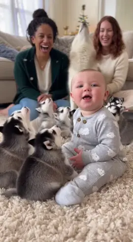 Huskies + Baby = The Sweetest Howl Party! 🐶👶💛 #adorably #husky #baby #huskypuppy #cutebaby #funny 