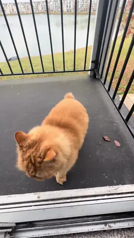 نومي #كوتش_رشا #صباح_الخير #قطط #ميشيغان #قطط_لطيفة 