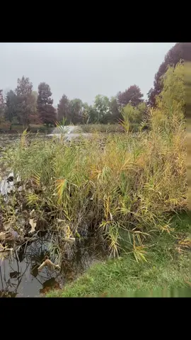 E toamnă iar #saresipipercuvio #viogateste #toamna #naturatoamna #anptimp 