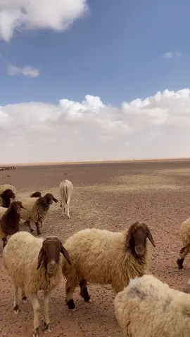 #هيف_سلامه #هيف_الرويلي #مجرمهم #شديد_البدو #مشالله_تبارك_الله 