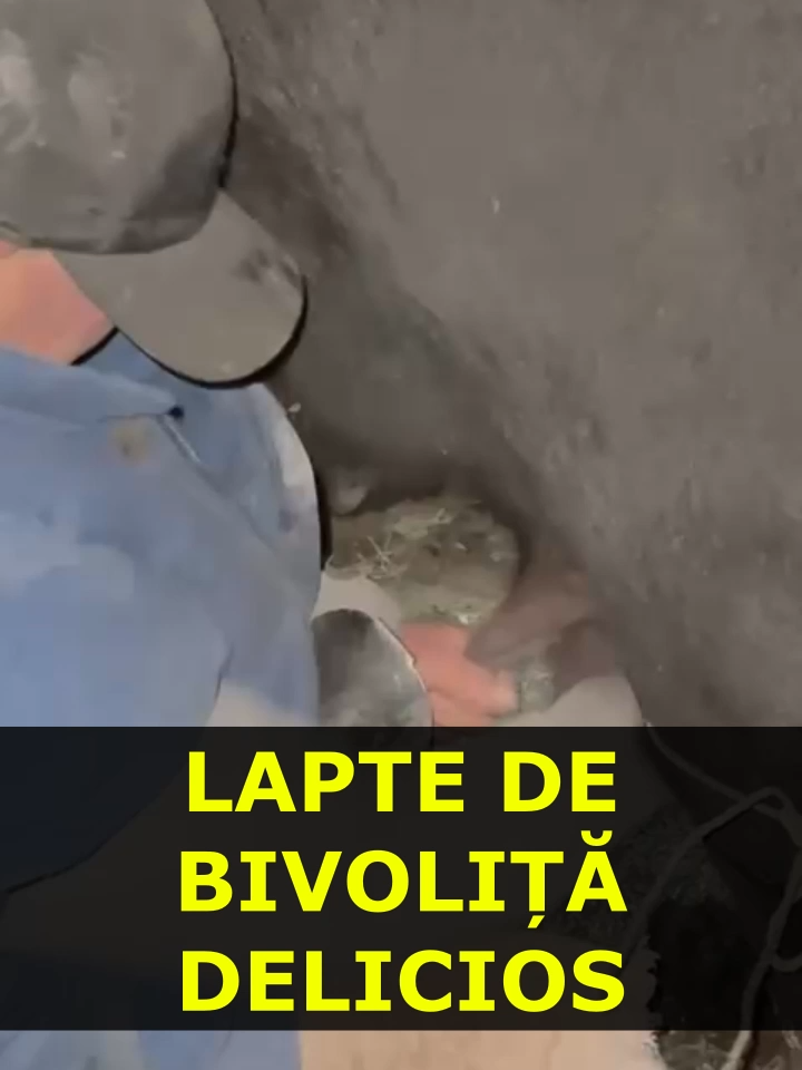 Lapte de bivoliță delicios. Remus Lăpușan susținte producătorii locali #lapte #laptebivoliță #bivoliță #producătorilocali