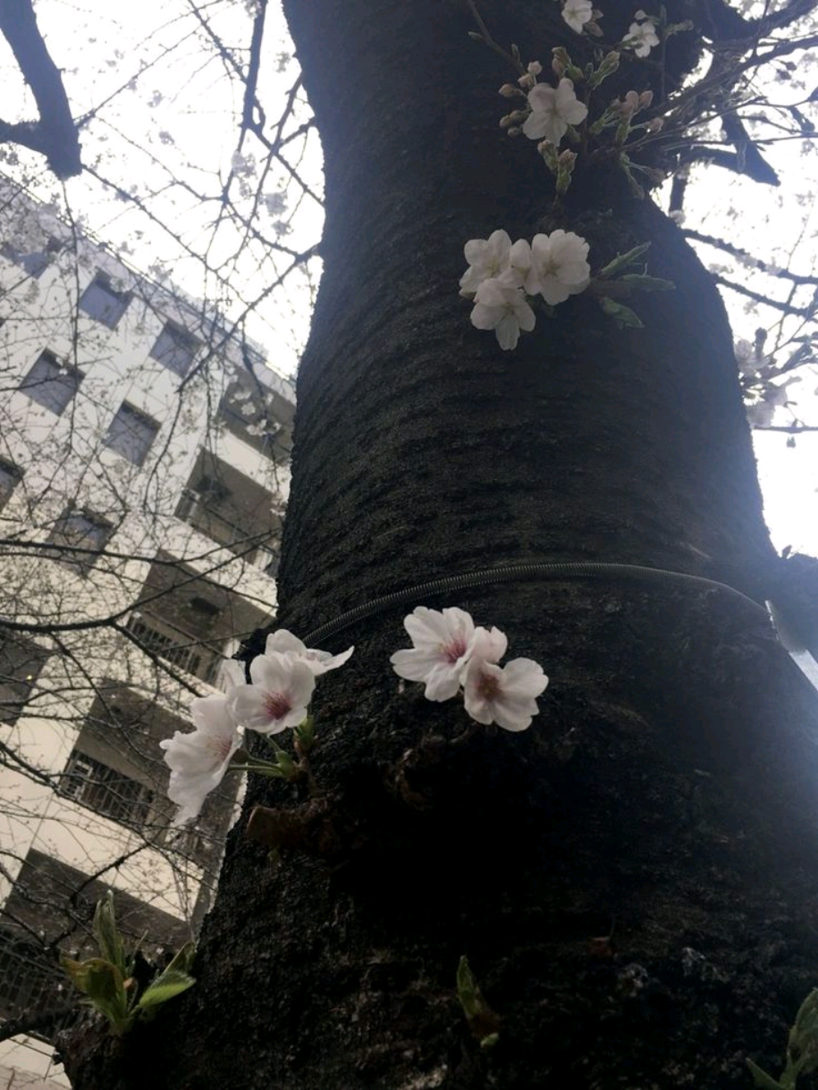 800th time reposting this.. it took me too long  #2000s #cortis #kpop #kpopfyp #kpopedit 