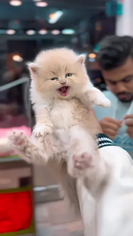 Which one is more cuter in these cuties?🥹❤️ #Pets #cats #cutecat #catlover #cute 