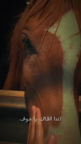 #CapCut #fypシ゚viral #خيل_وخياله🐎 