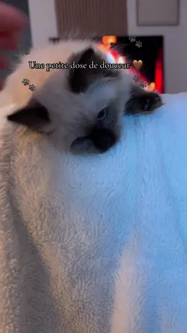 Une petite boule d’amour 🐾 🤎 #pourtoii #Love #cat #sacredebirmanie 