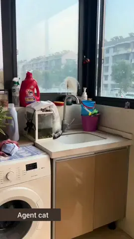 agent cats #cat #catlover #cut 