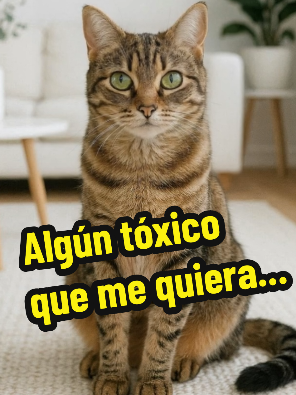 ¿Algún tóxico que me quiera enamorar? 🤣 #gatos #memes #chistes #risas #pets 