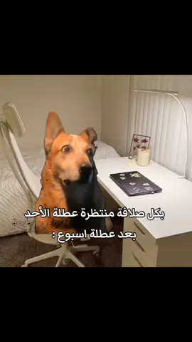 😤 .  .  #العراق #رياكشن #خامس_علمي #الشعب_الصيني_ماله_حل😂😂 #بغداد 