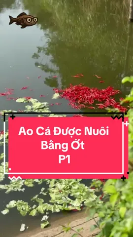 XEM FULL tại YT “CÁ RÔ BÍ TV ”Ao Cá Được Nuôi Bằng Ớt
