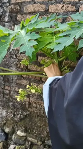 🫘🔥 Membuat Minyak Biji Pepaya Ala Pedesaan