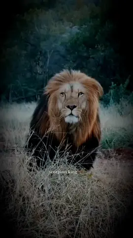 (🦂scorpion king)🖤👌